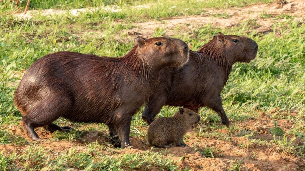 Capybara - Family tours in the Pantanal