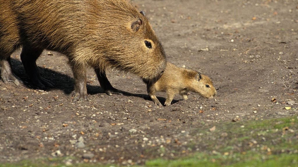 Capybaras - Animals in the Pantanal