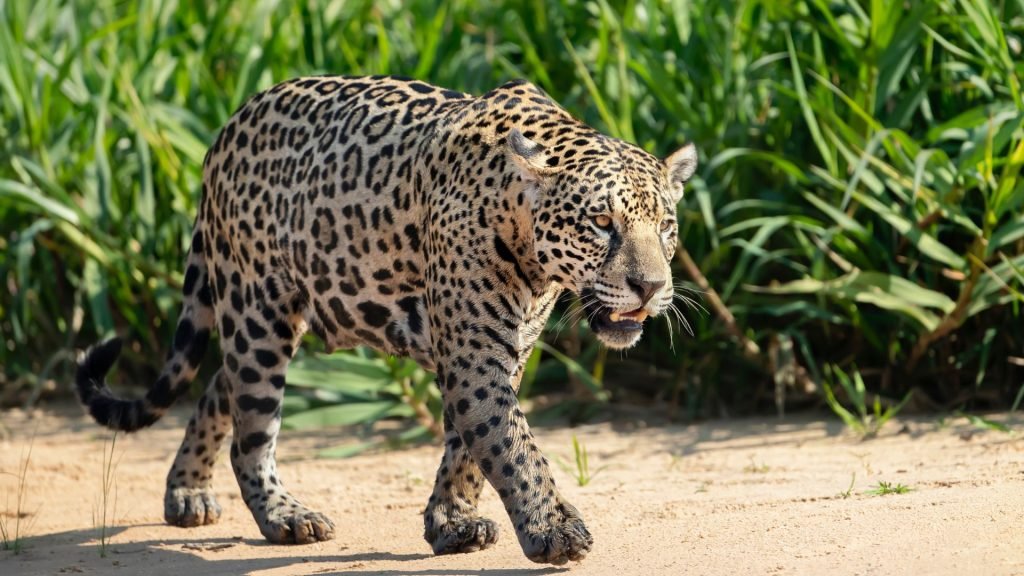 Jaguar - Animals in the Pantanal