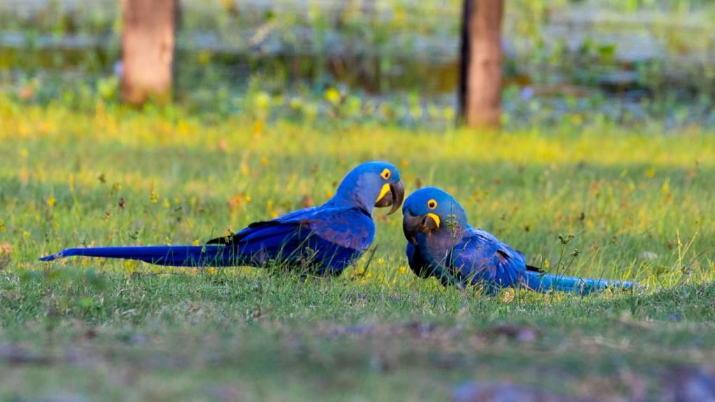 Macaws - Animals in the Pantanal