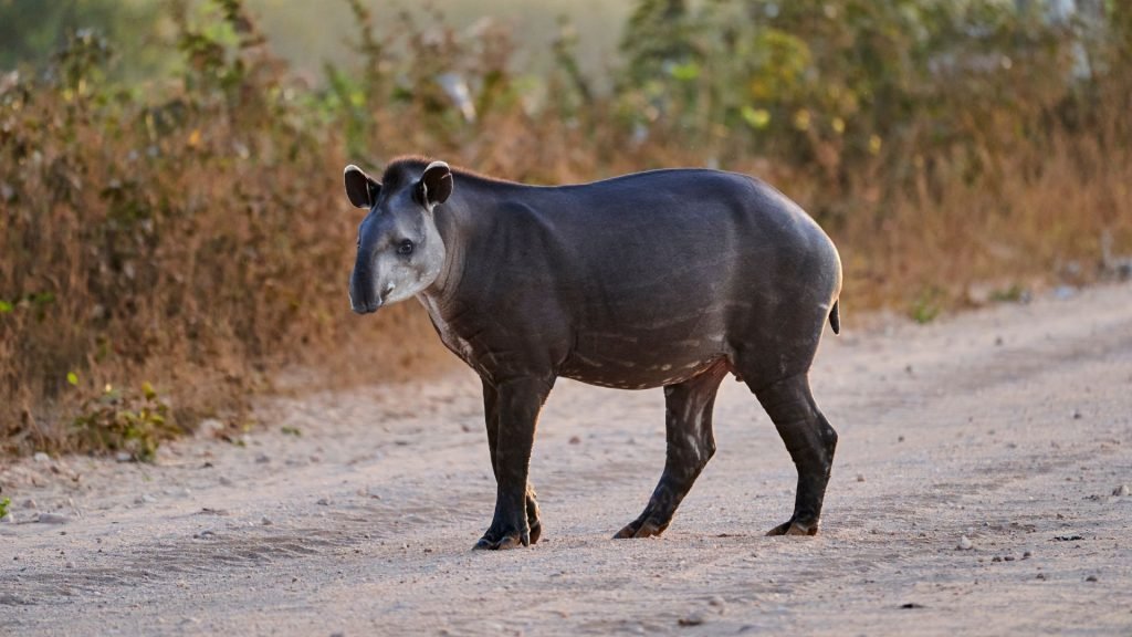 Tapir - Animals in the Pantanal