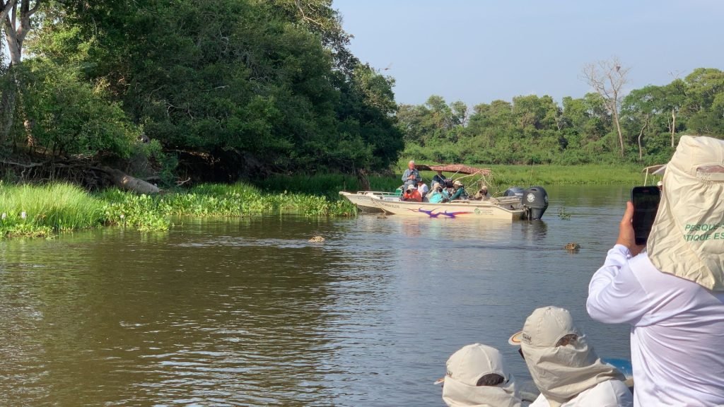 Vida Silvestre en el Pantanal