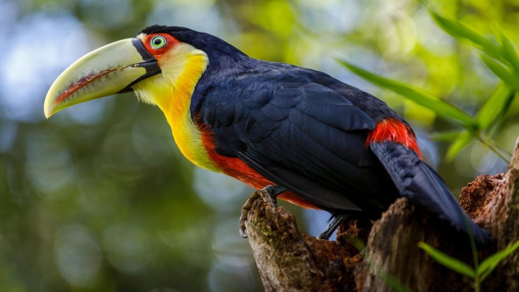 bird in the brazilian pantanal