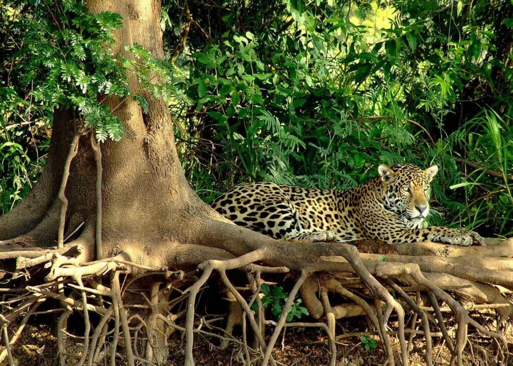 PANTANAL JAGUAR