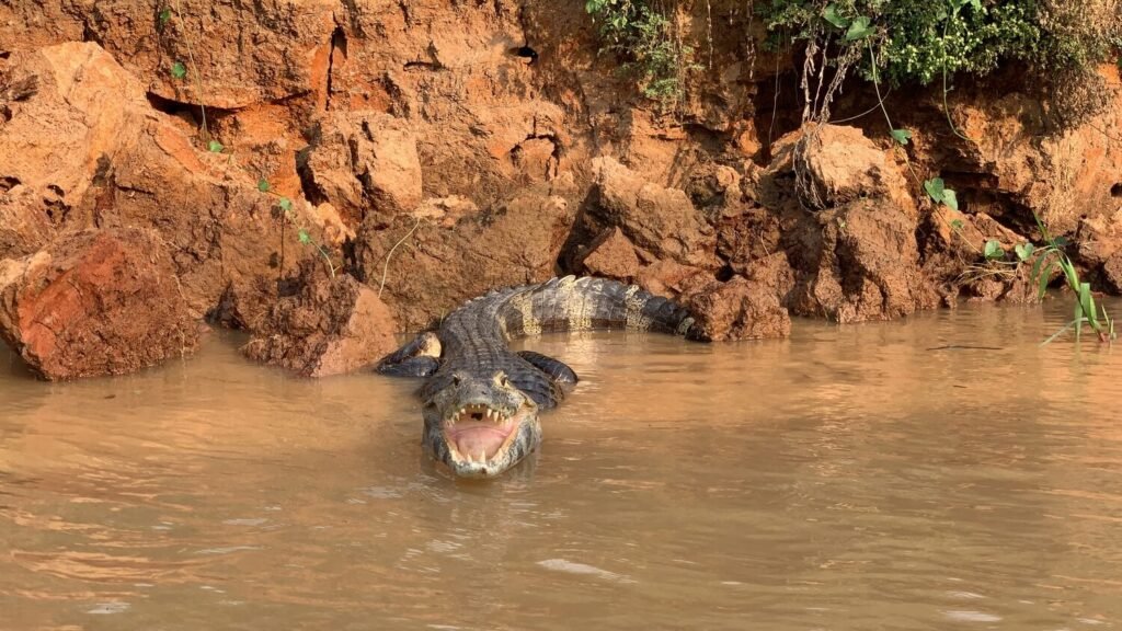 Vida Silvestre en el Pantanal