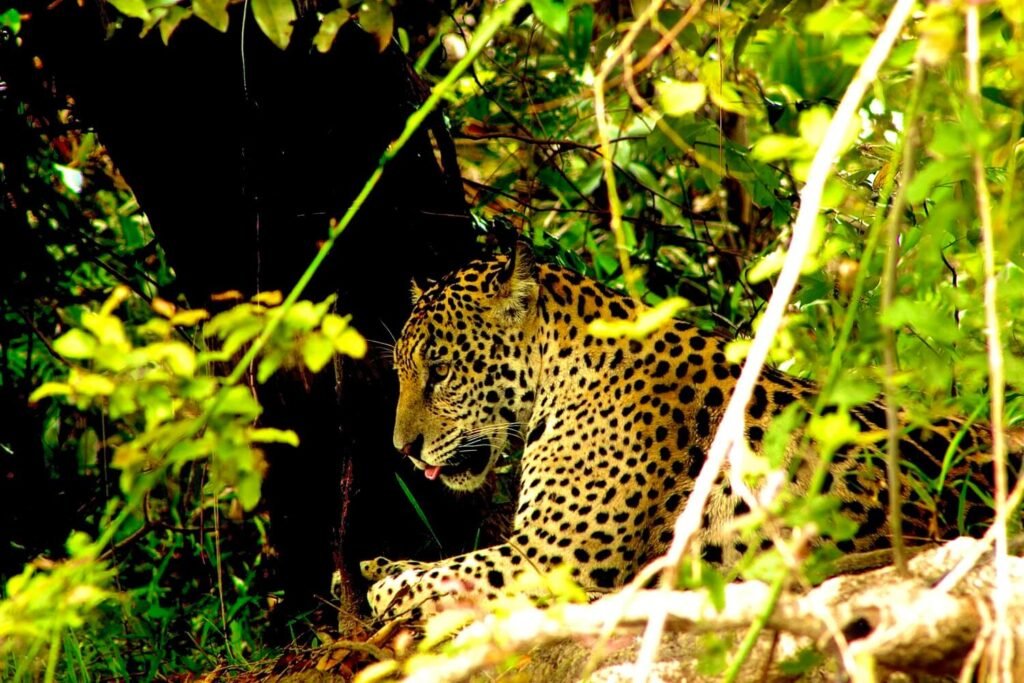 pantanal jaguar