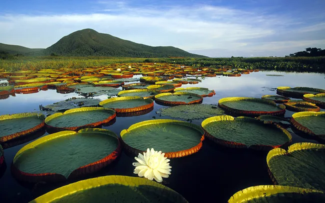 Protected Areas in the Pantanal