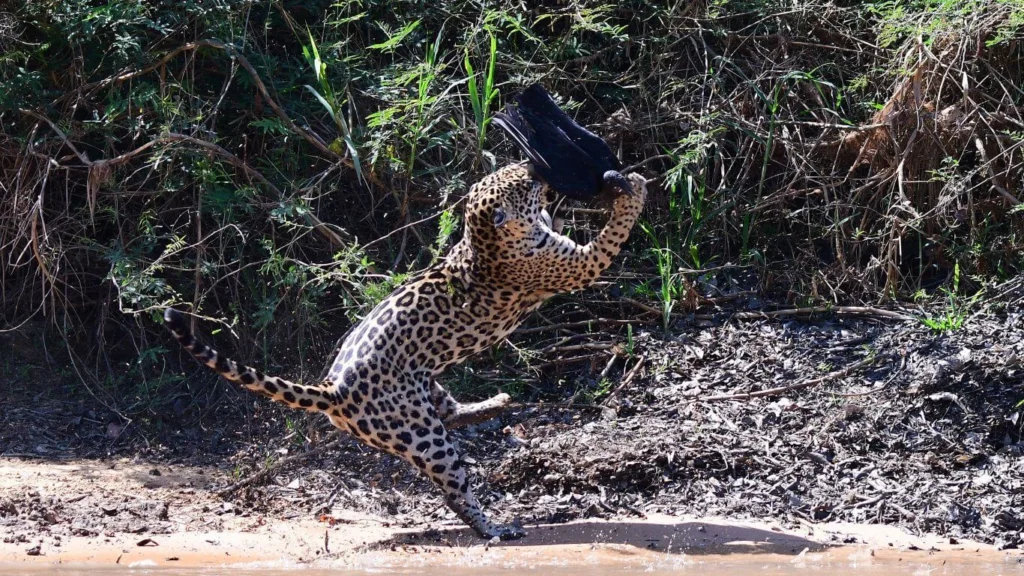 secret places to see jaguars