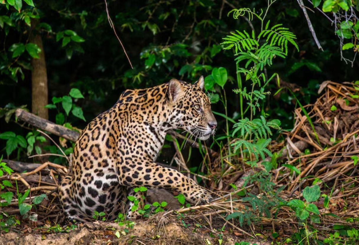 Pantanal Jaguar Safaris 5 Days in Brazil