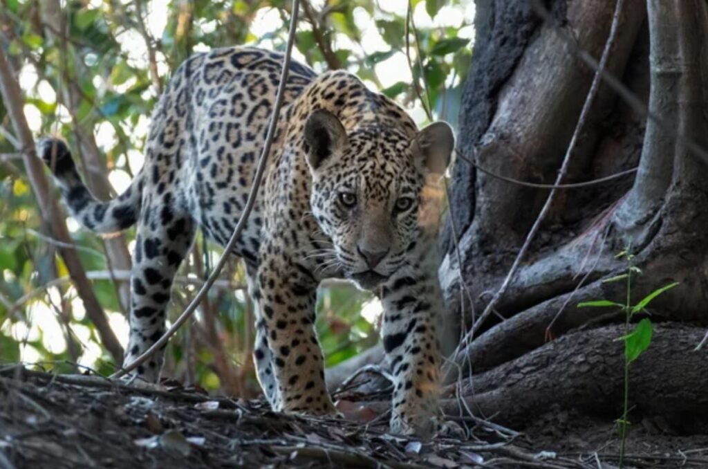 secret places to see jaguars