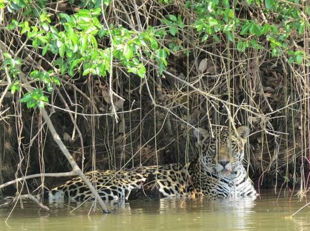 Jaguar Pantanal