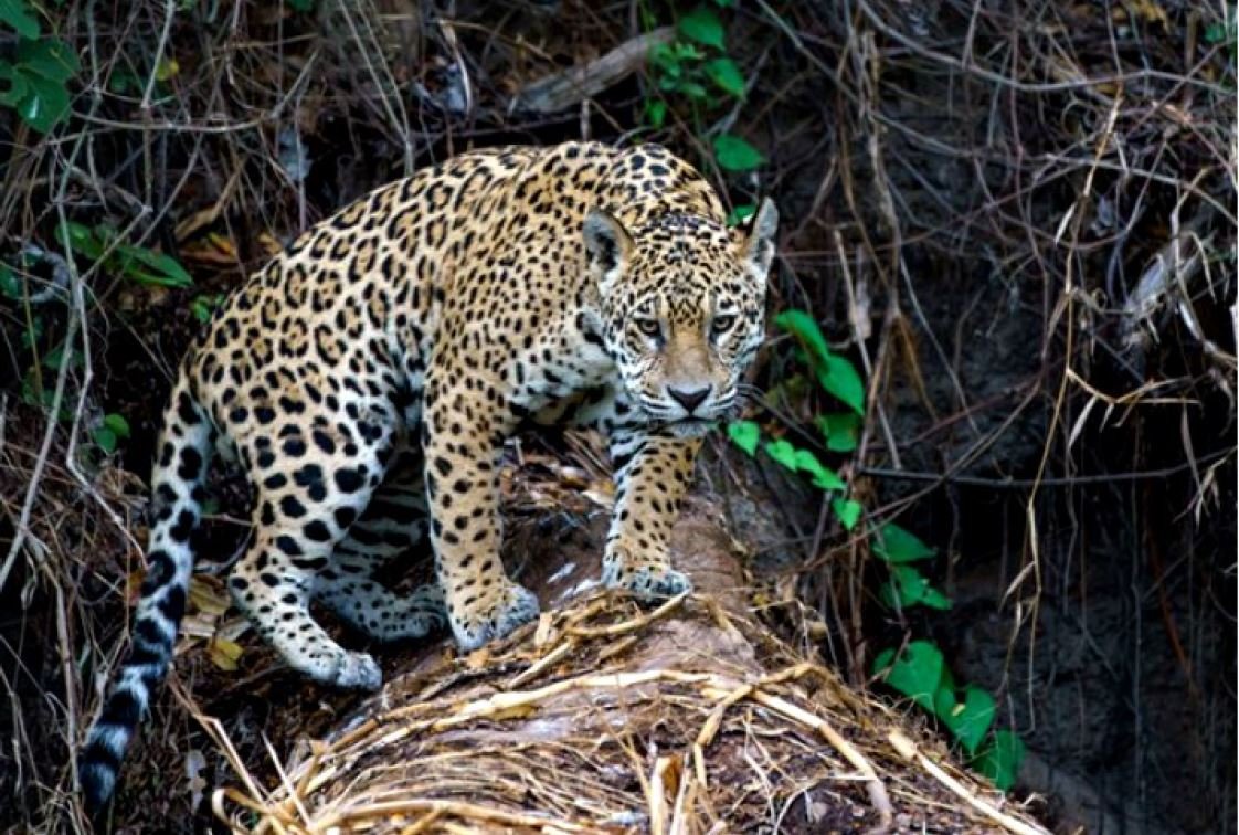 Pantanal Jaguar Safaris 5 Days in Brazil