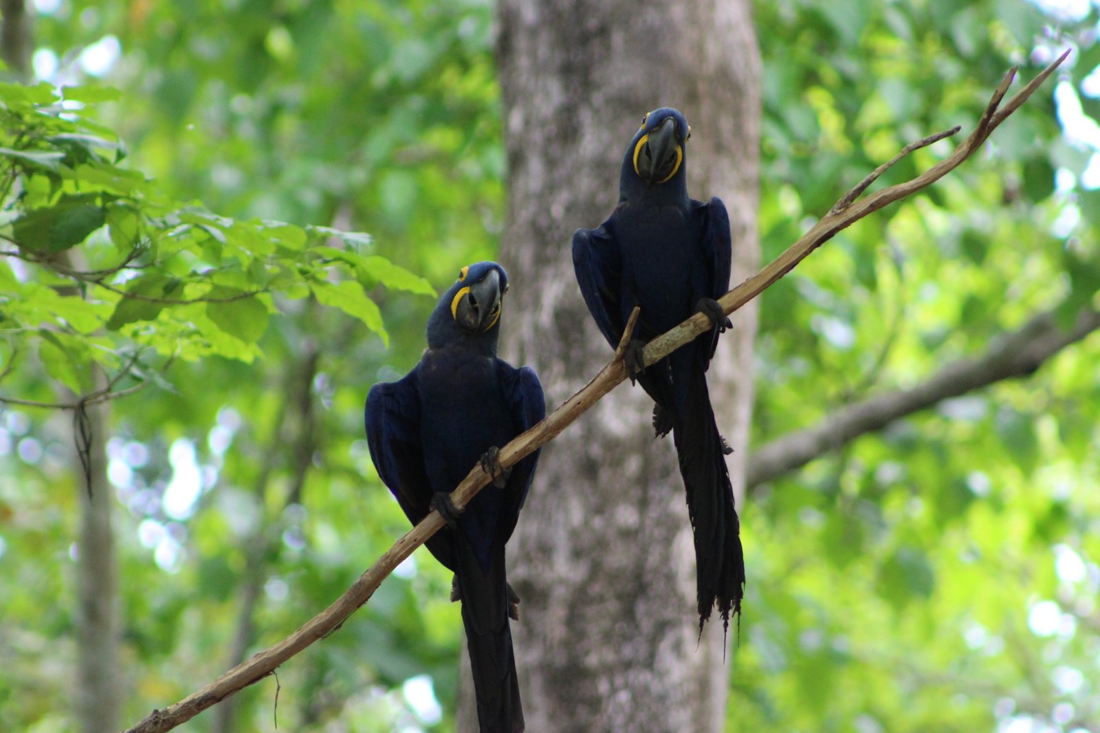 pantanal jaguar safaris - birds