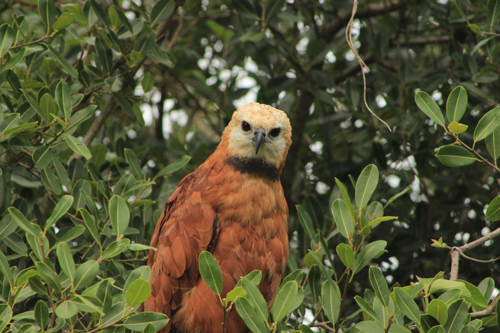 Pantanal Jaguar safaris -  bird