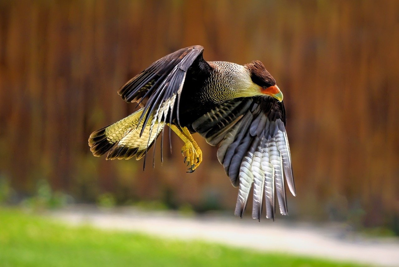 bird-caracara-crested-caracara-8140883