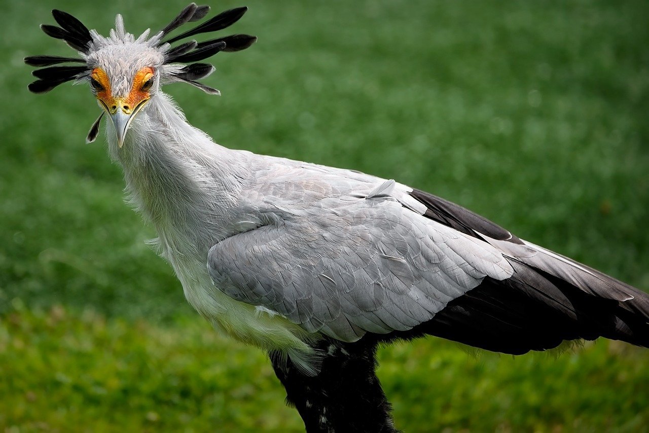 bird-secretary-bird-nature-8137008