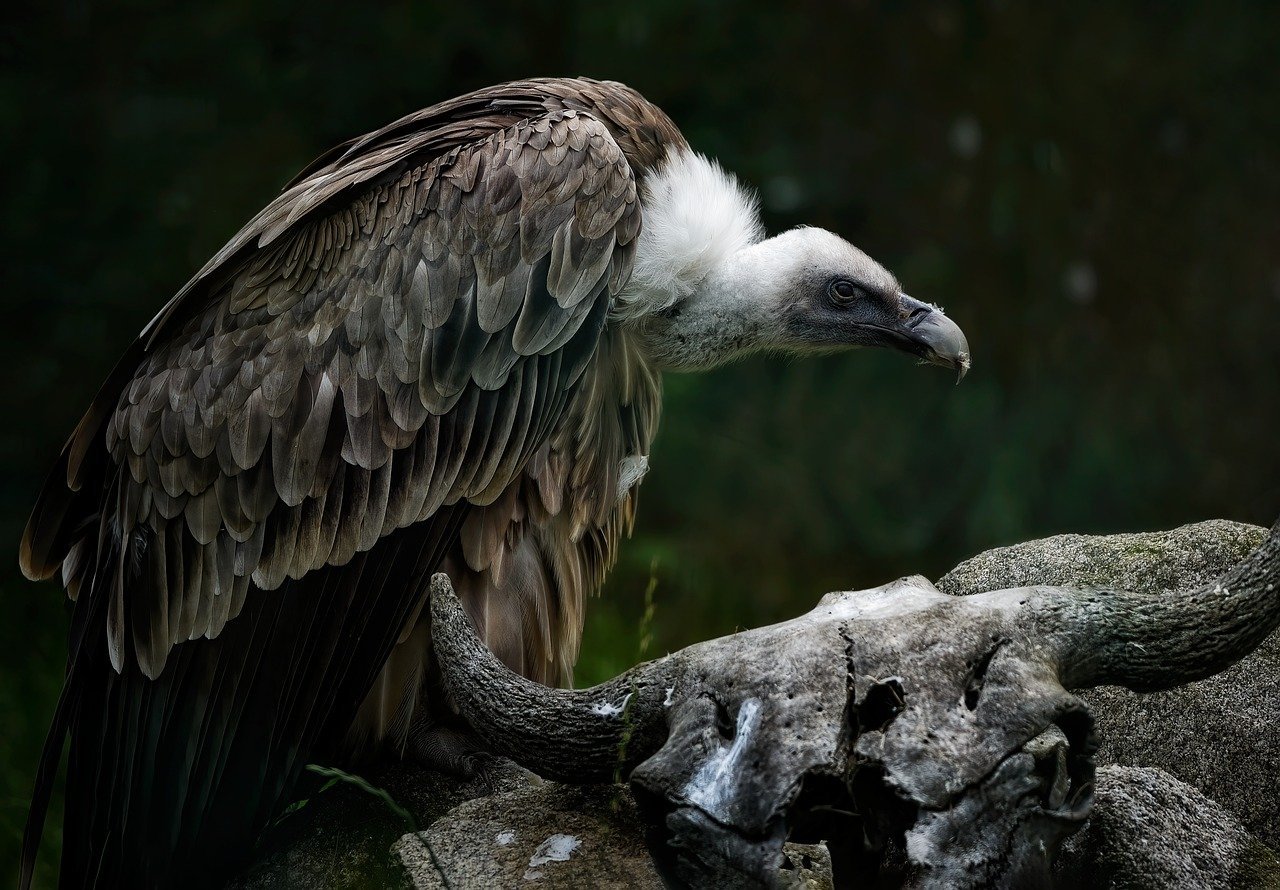 eurasian-griffon-vulture-vulture-bird-8131944