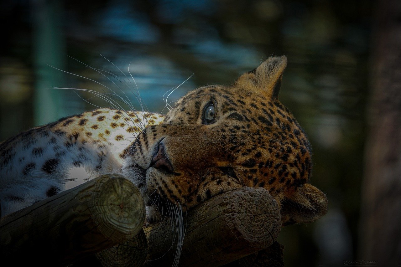 jaguar-nature-animal-7137595