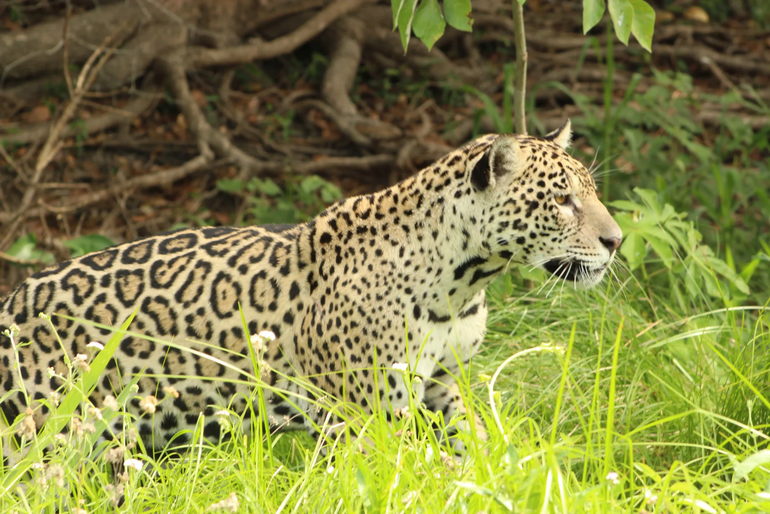 Wildlife safaris in the Pantanal