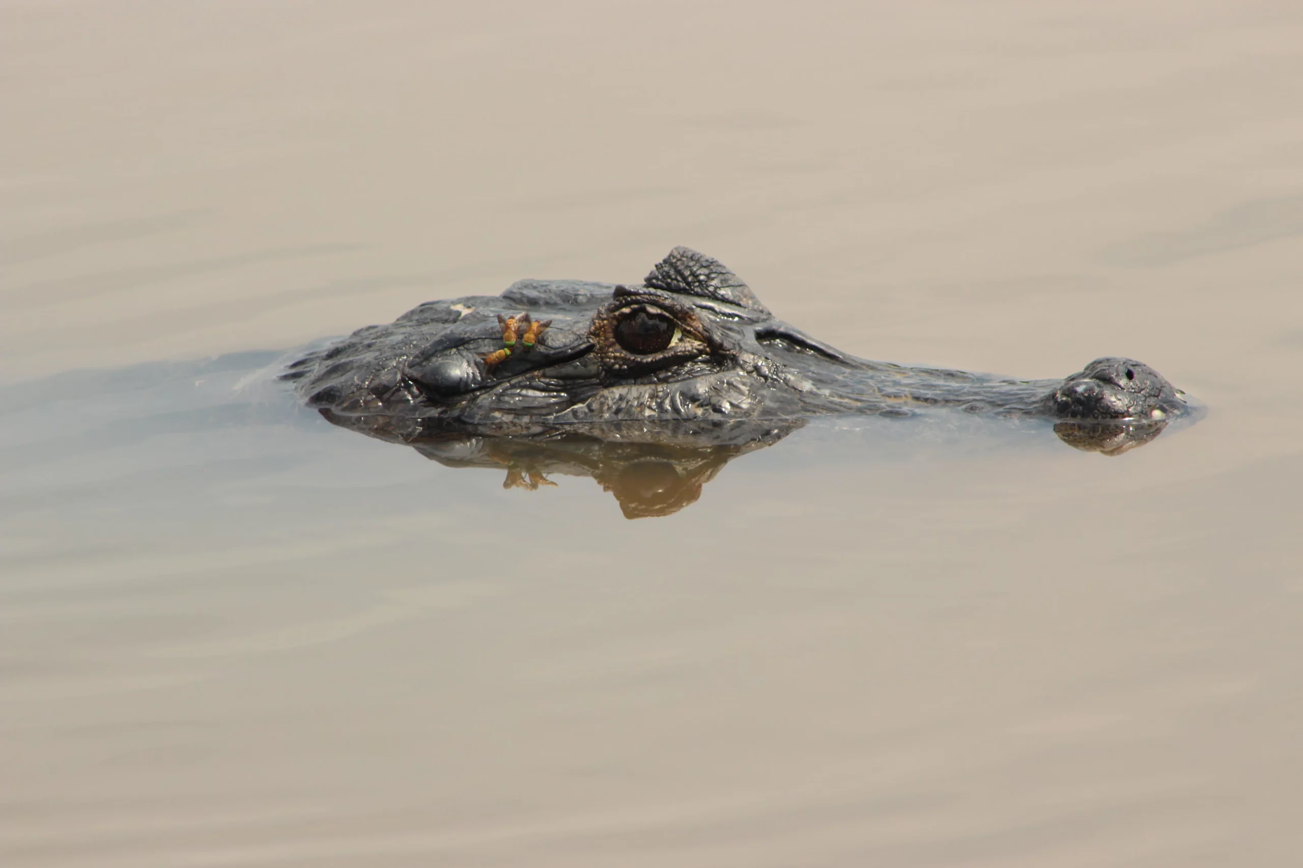 Caiman-in-jaguarLand