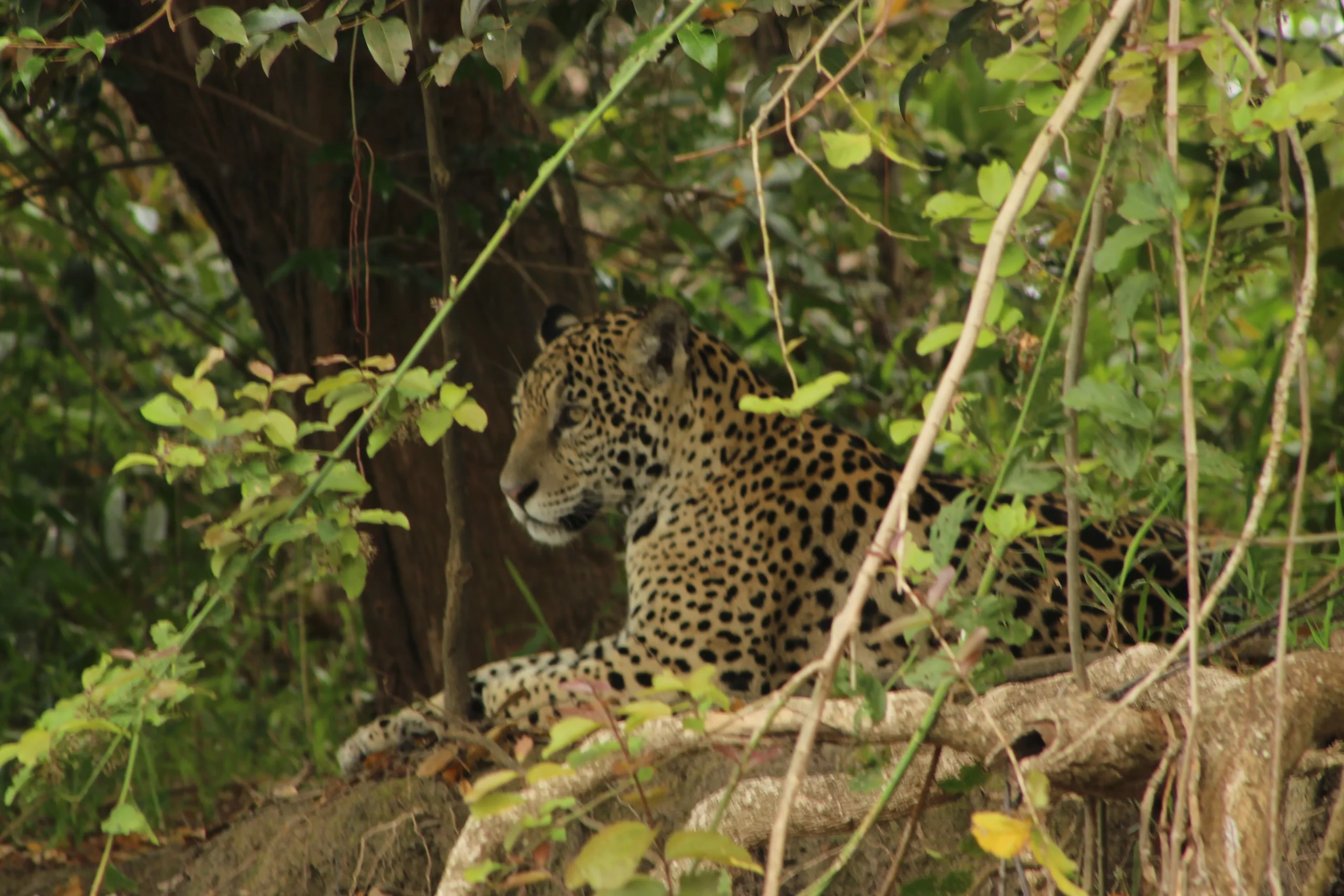 Jaguar-in-brazil