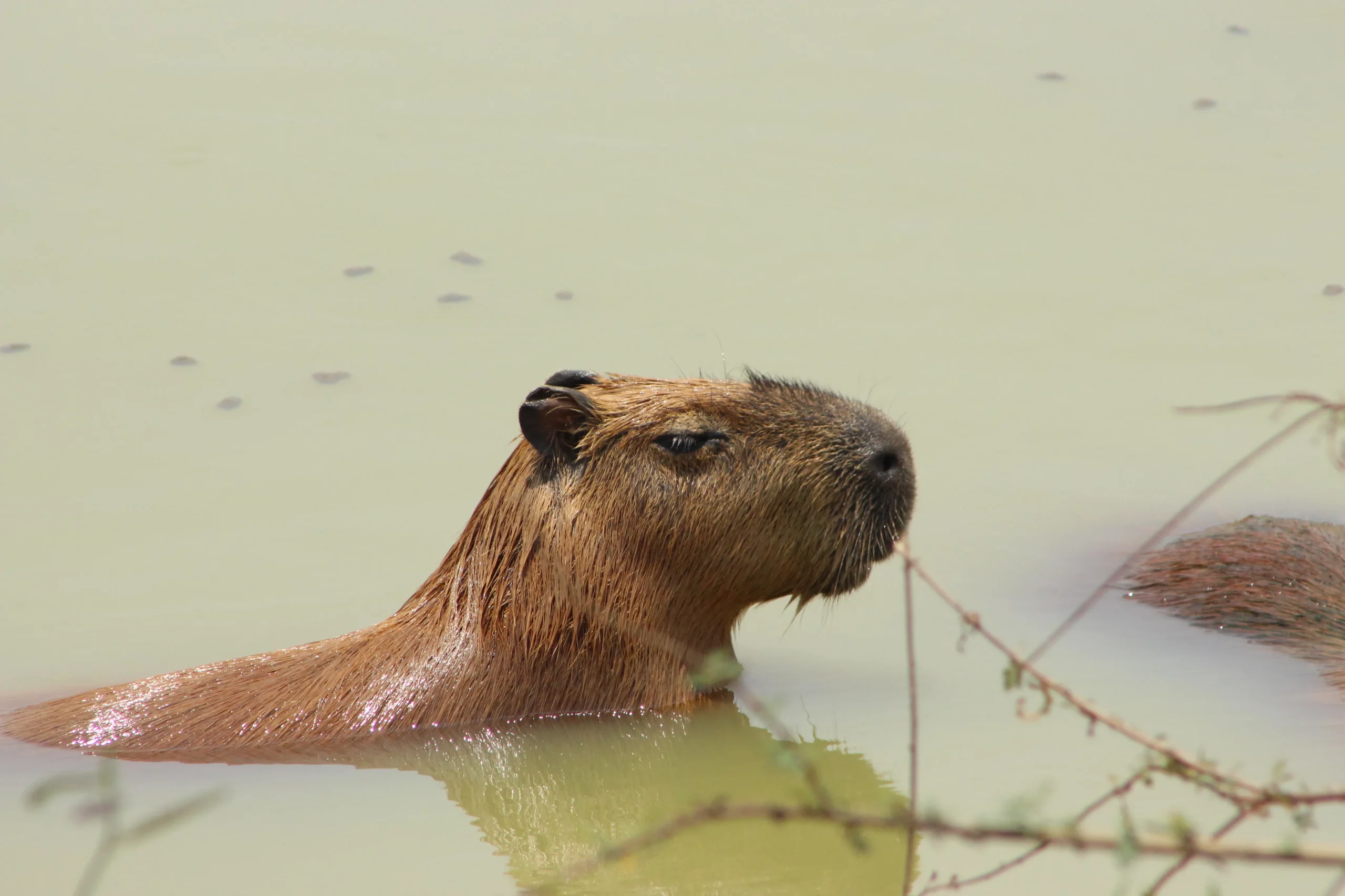 Mammal-pantanal