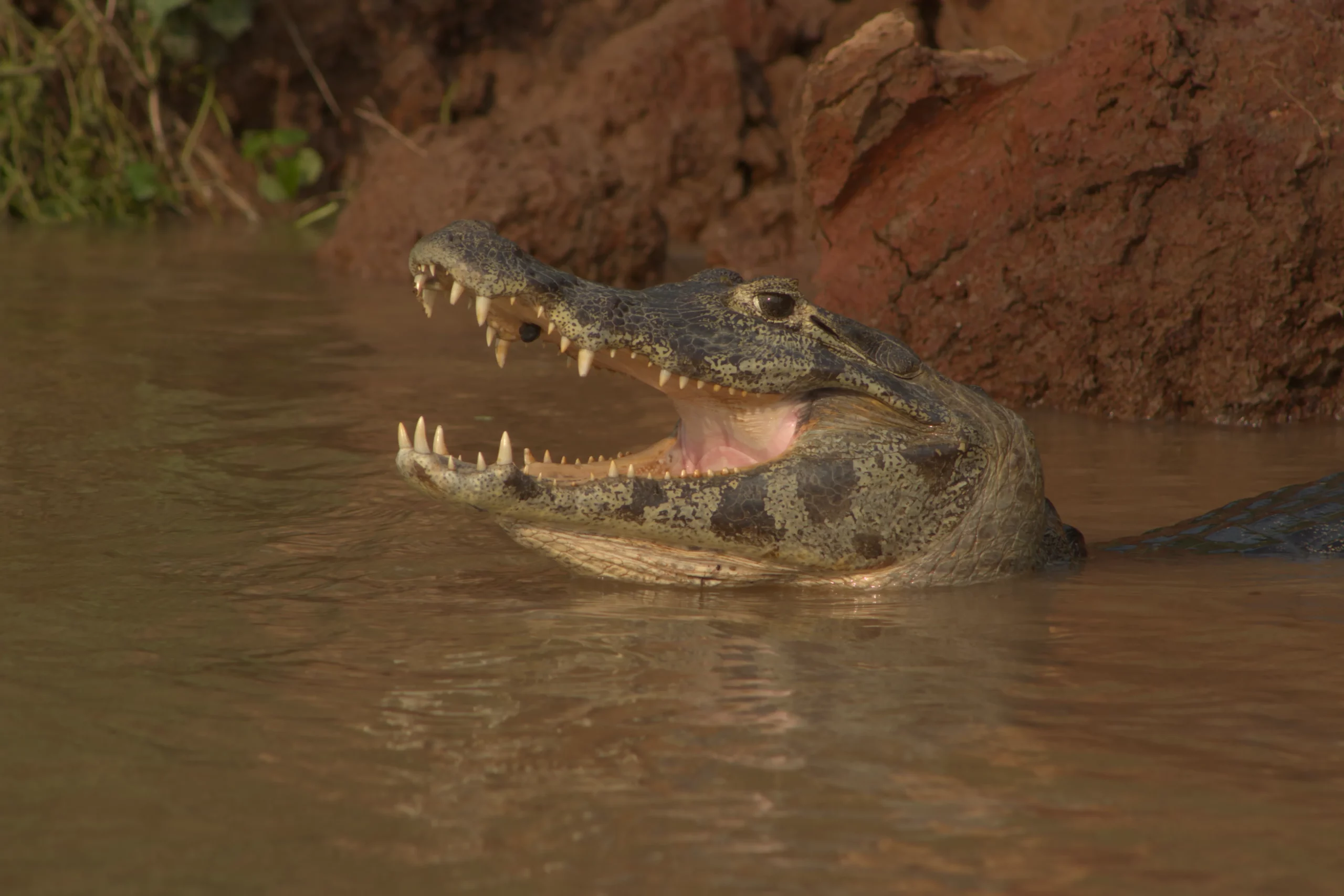 caiman-pantanaljaguar