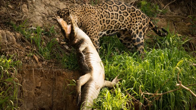 Brazilian Pantanal - jaguar hunting a caiman