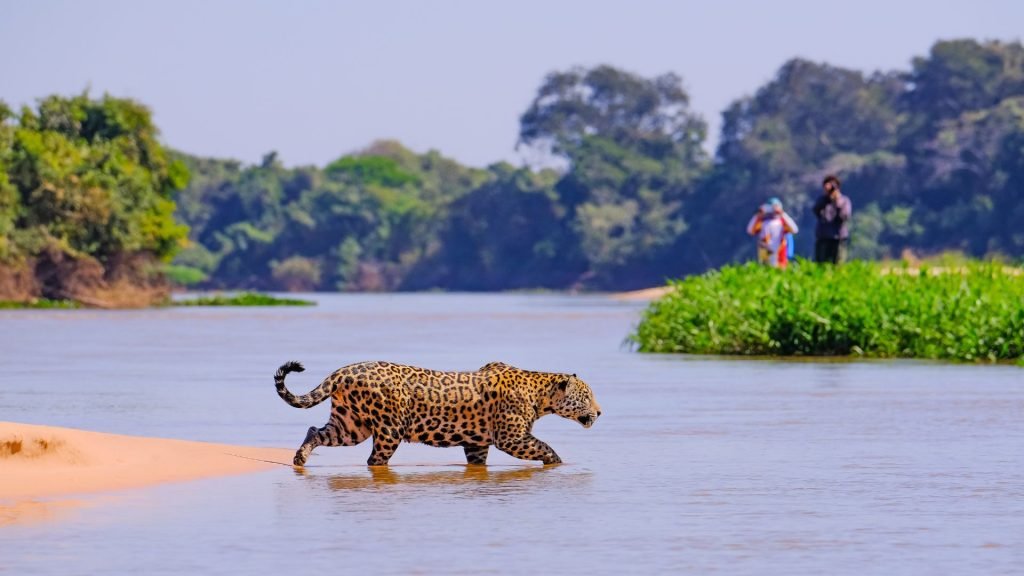 Pantanal of Brazil