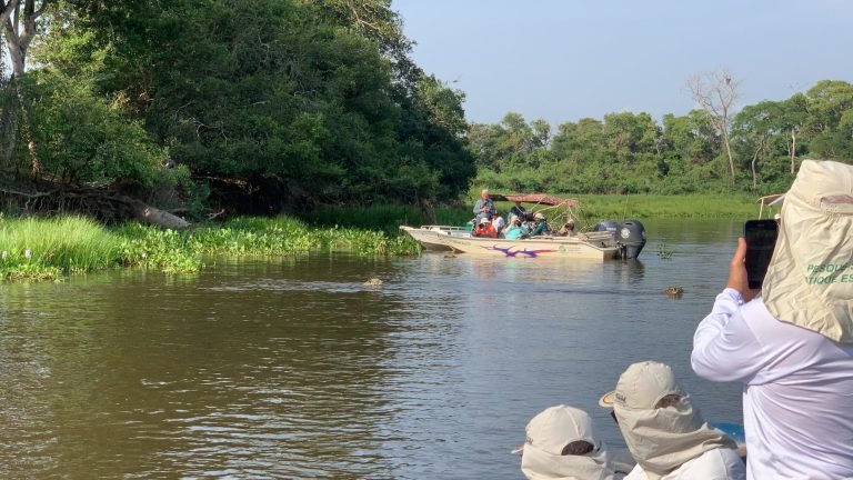 Tours and wildlife in the Pantanal