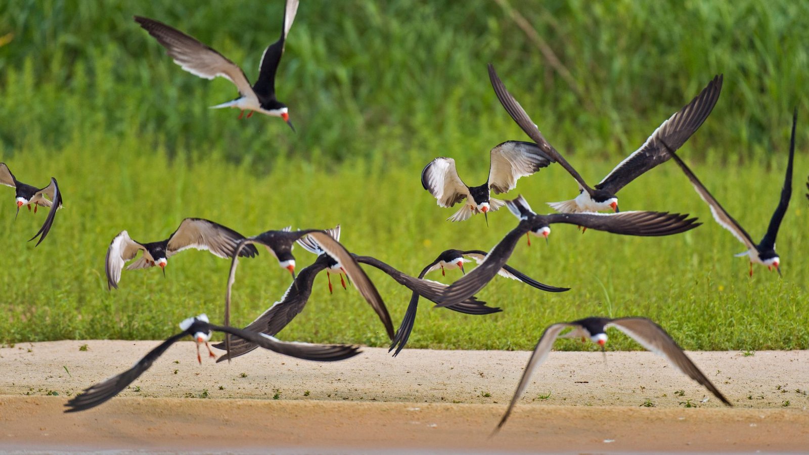 Pantanal: A bird watching paradise