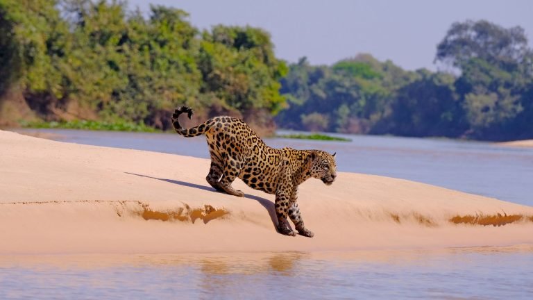 jaguar - porto jofre pantanal