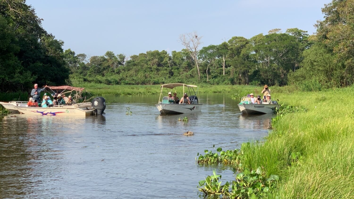 How to go on safari in the Pantanal?