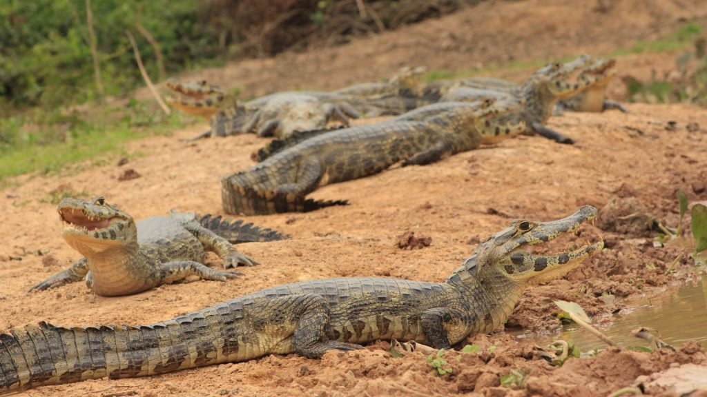 the Brazilian Pantanal