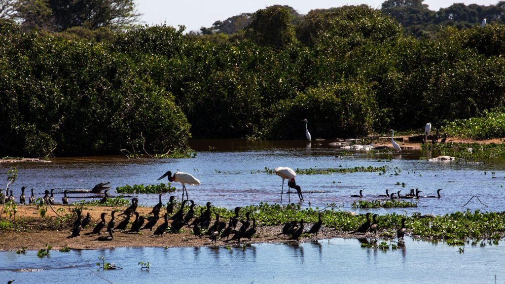 the Pantanal a sanctuary for migratory birds