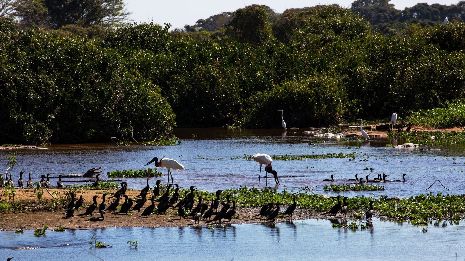 Pantanal: a sanctuary for migratory birds