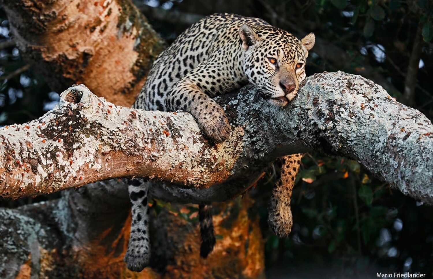 Jaguar in the Pantanal: A Complete Guide to Spotting