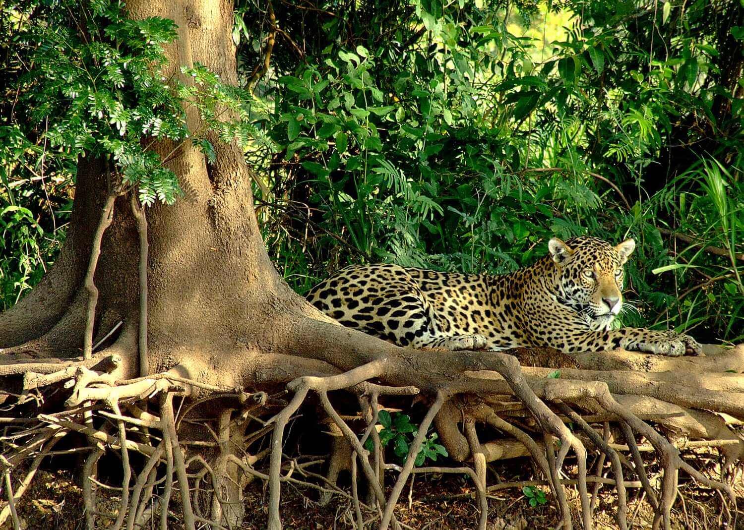 Pantanal Jaguar Safaris 5 Days in BrazilPhoto #5 