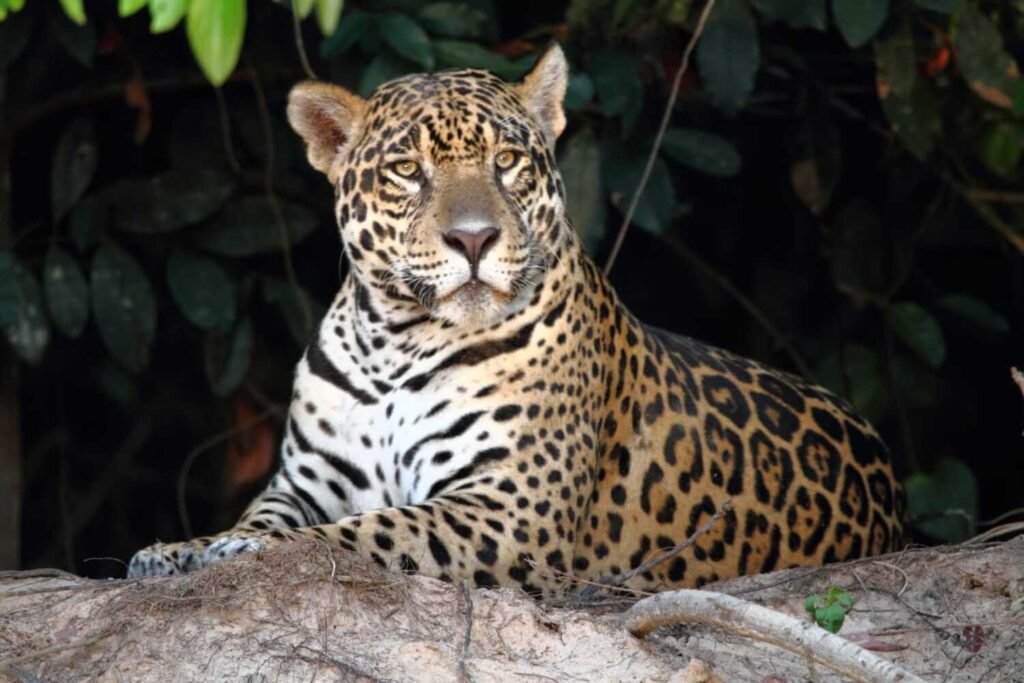 Habitat do Jaguar