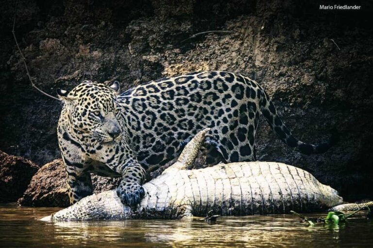 jaguar pantanal