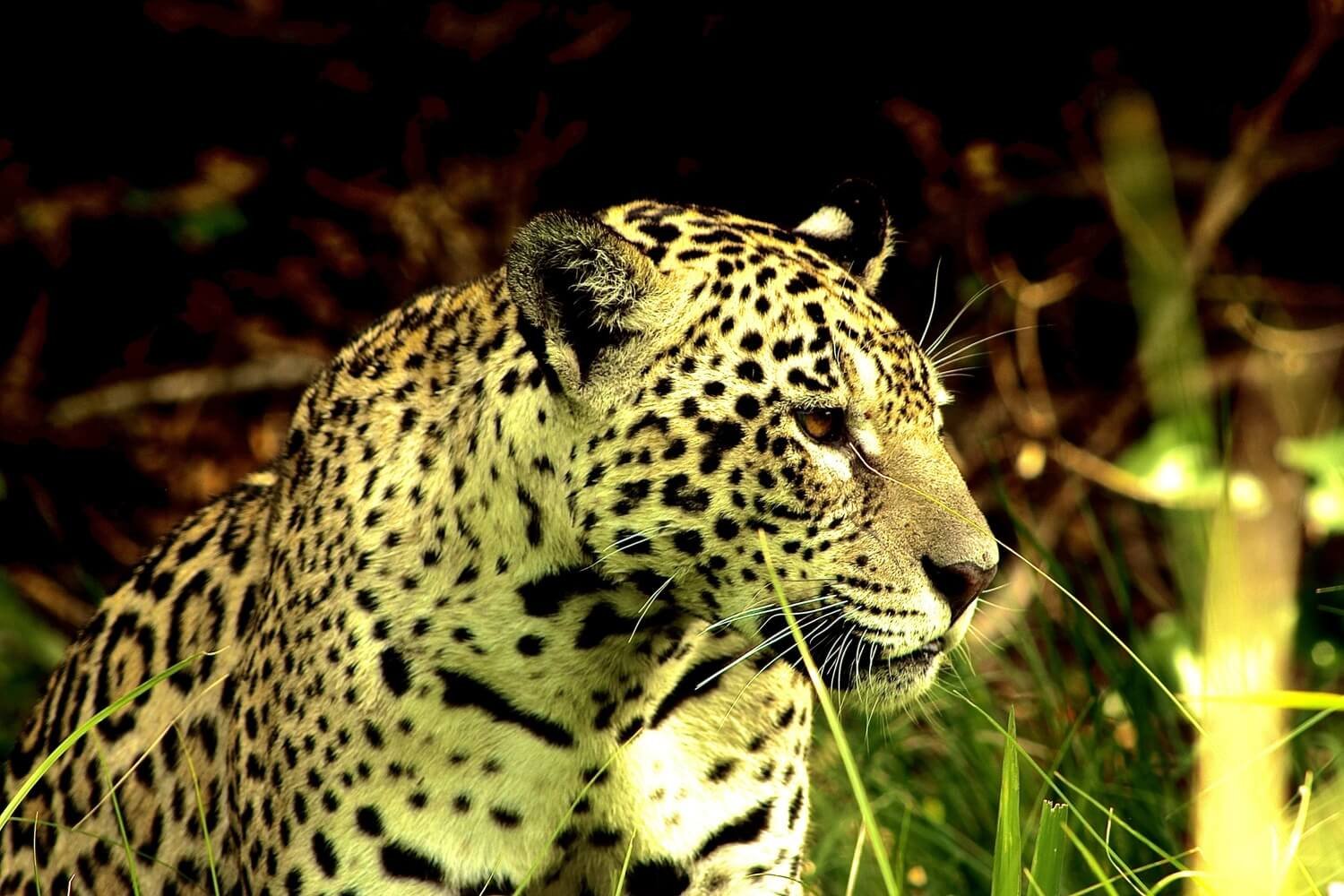 Pantanal Jaguar Safaris 5 Days in BrazilPhoto #6 