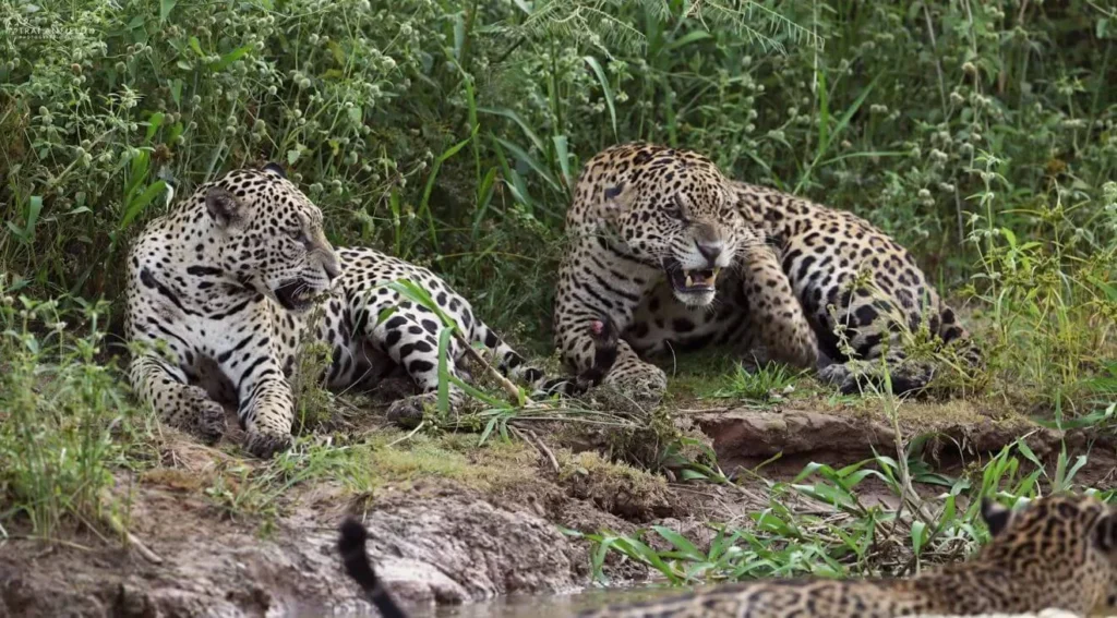 Jaguar vs Caimán en el Pantanal: El Encuentro Épico en Brasil