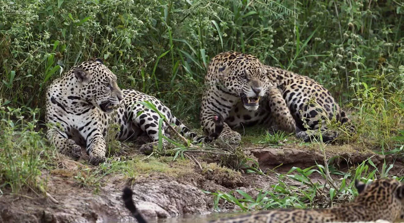 Jaguar vs Caiman in the Pantanal: The Epic Encounter in Brazil