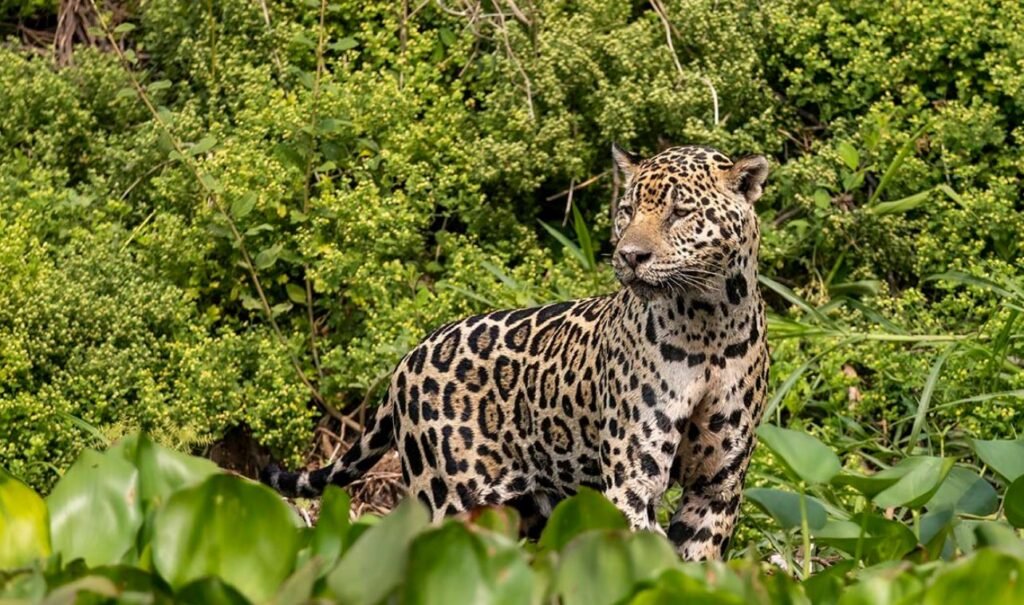  fotografia de onças no Pantanal