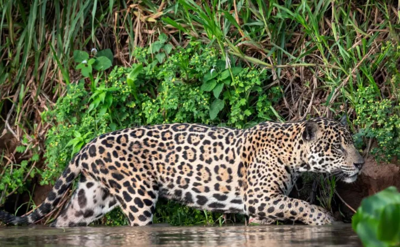 Pantanal Jaguar Safaris 6 Days in Brazil