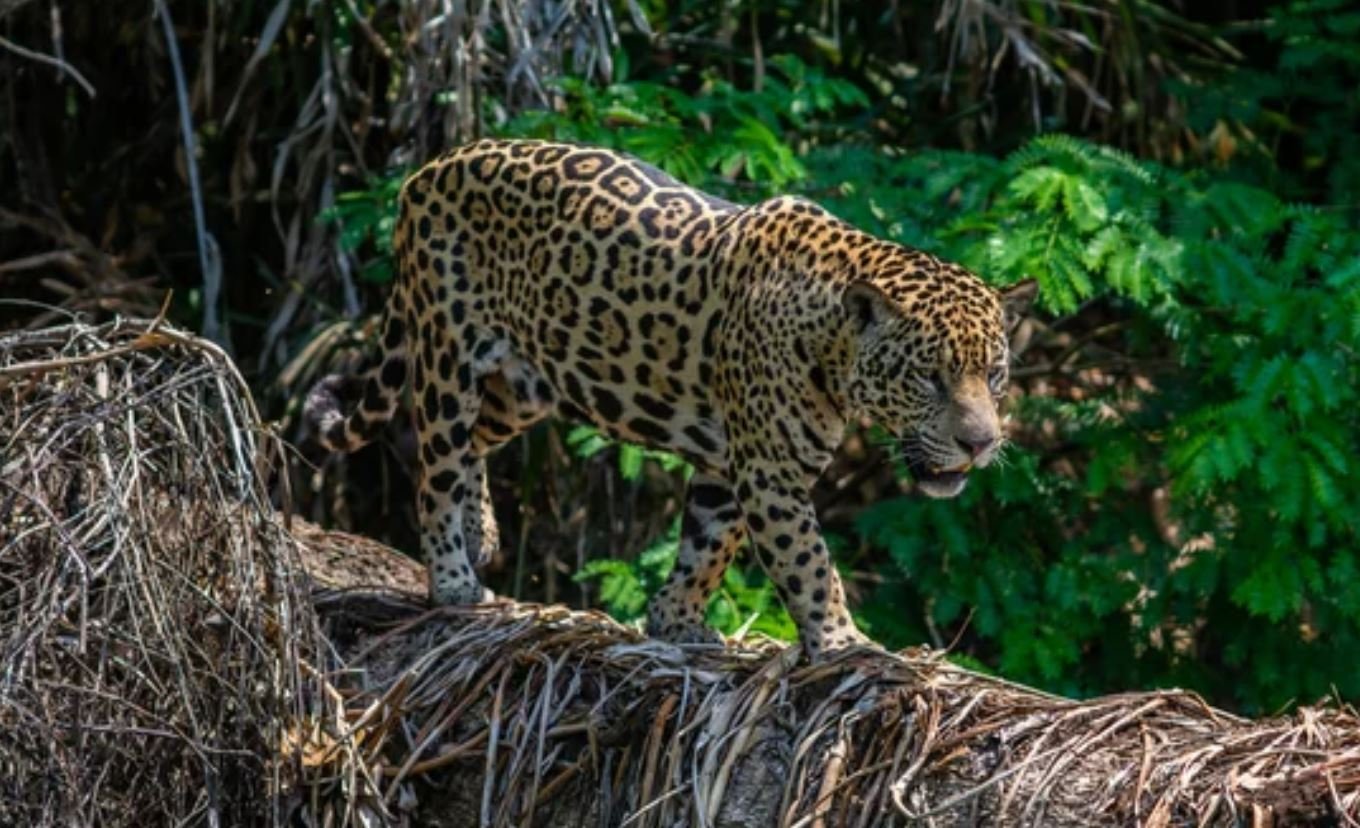 Responsible Ecotourism: Jaguar Spotting Without Impacting Their Habitat