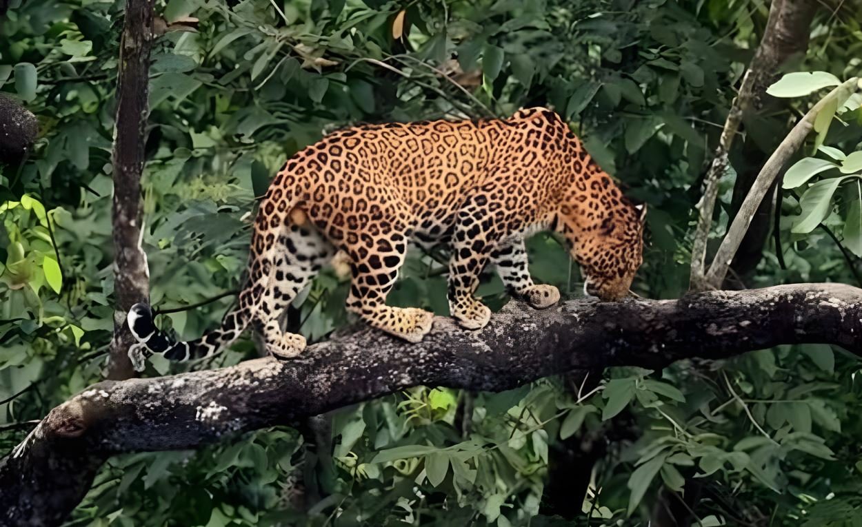 Jaguar in the Jungle: South American Rivers and Forests It Prefers