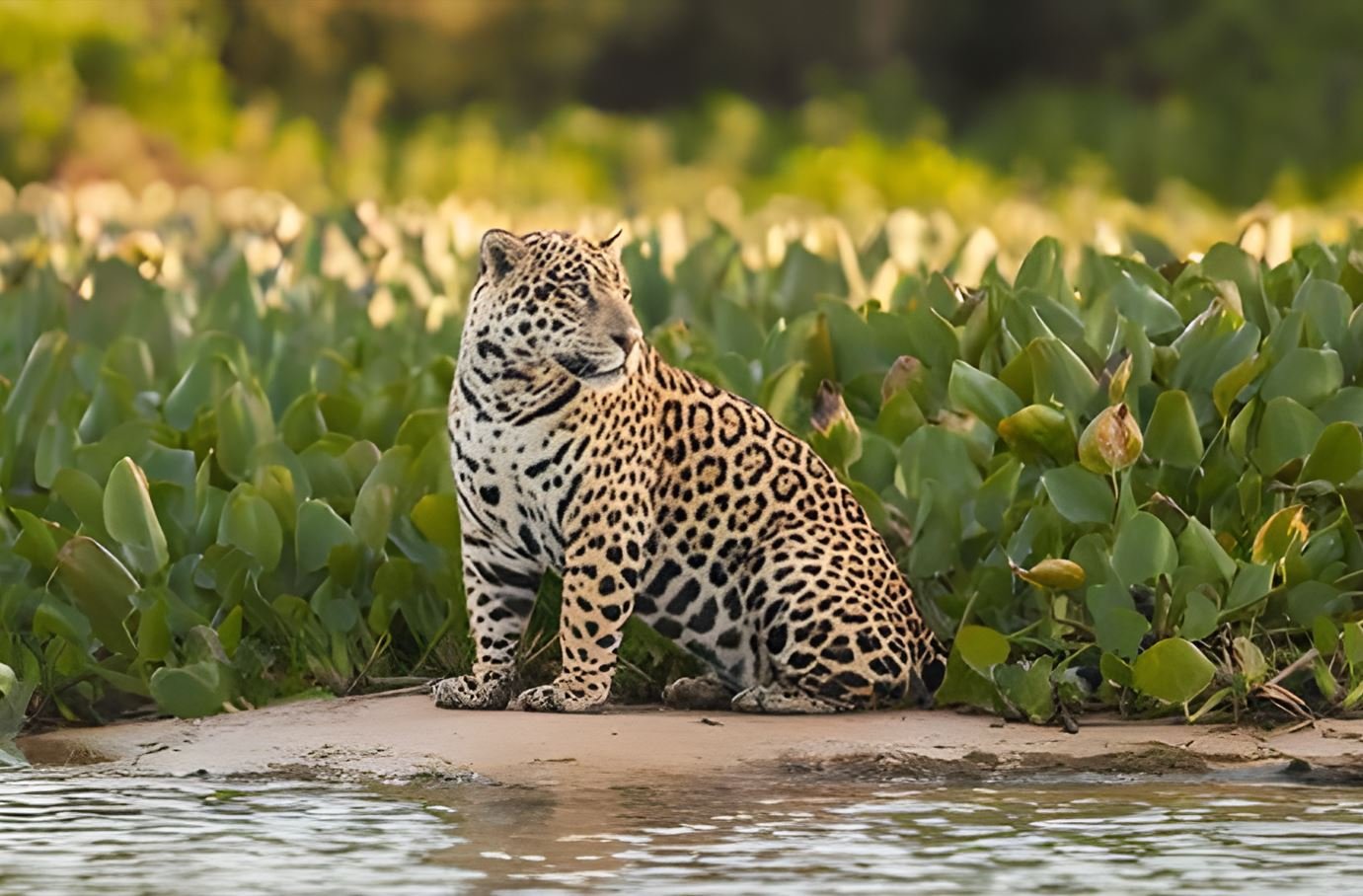 Jaguarland in the Pantanal: What Makes This Destination So Special?