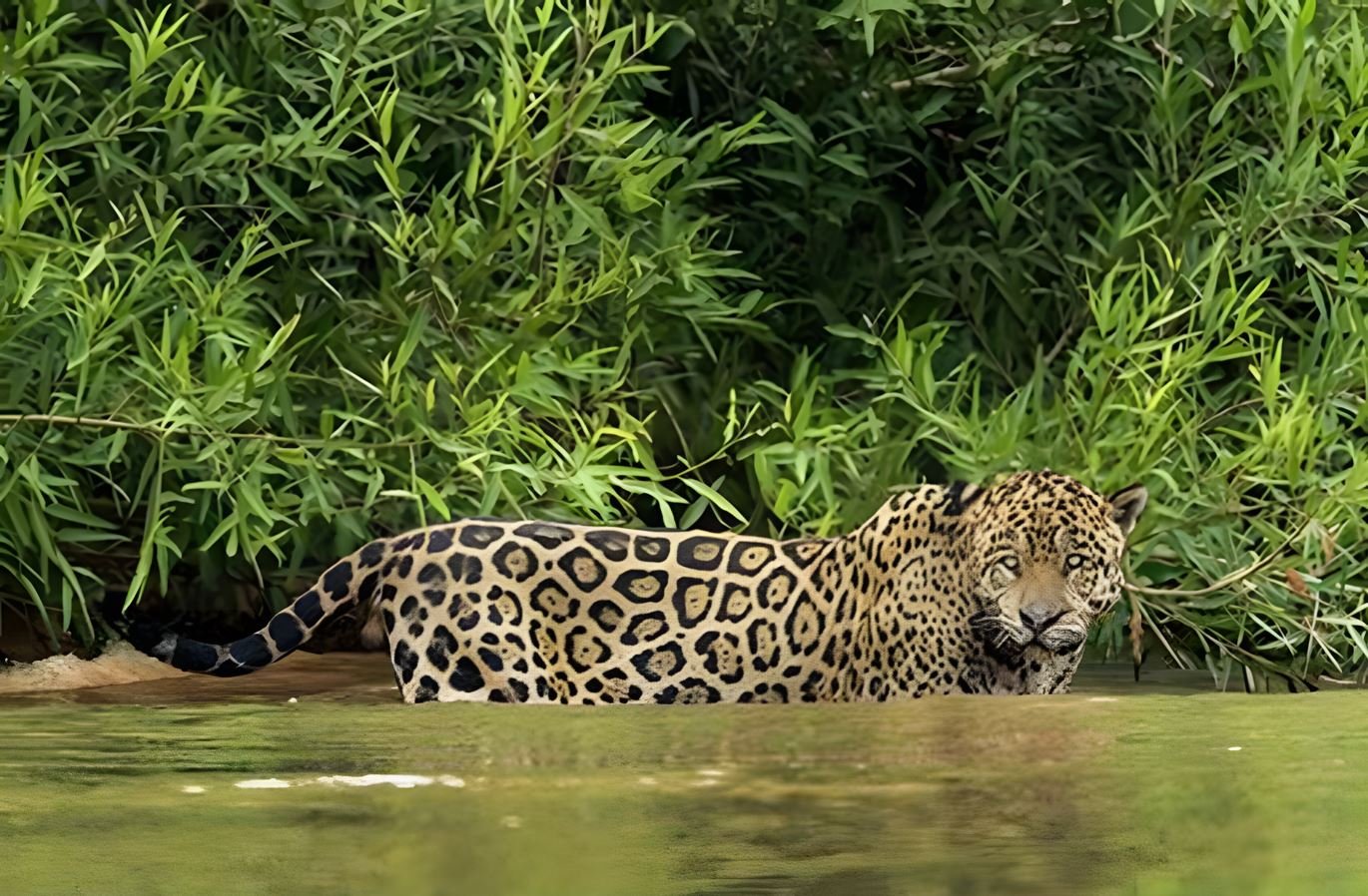 The Jaguar: A Unique Spectacle in the Brazilian Pantanal