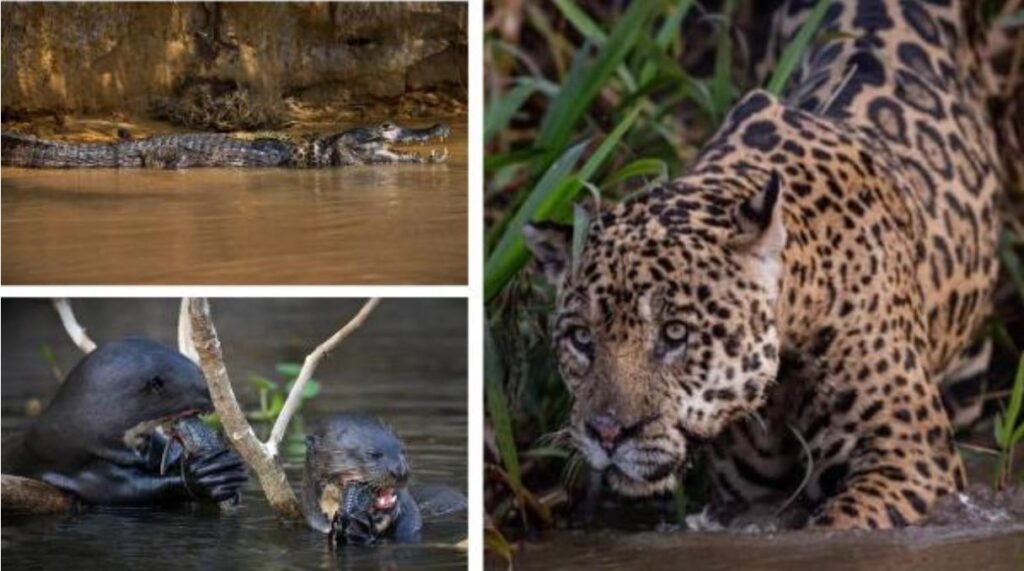 Jaguares en la Amazonía